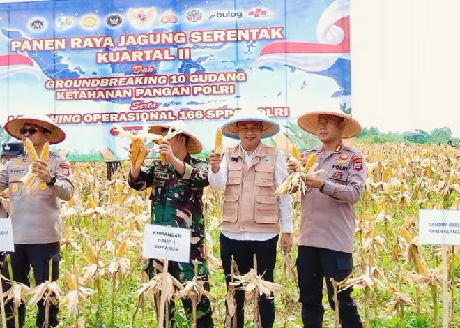 Melalui Panen Raya Jagung Kuartal II,  Kabupaten Pandeglang Siap Wujudkan Swasembada Pangan